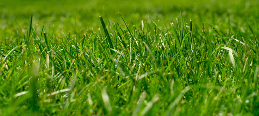 Green grass on the lawn close-up