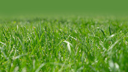 Green grass on the lawn close-up