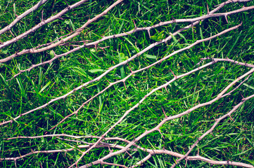 Composition of twigs and green grass on the lawn
