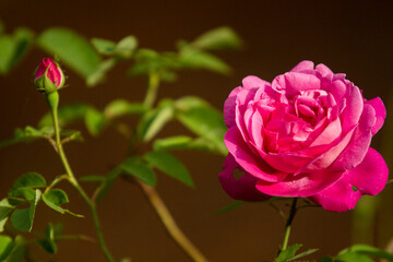 blooming rose flower with a blooming bud in the background