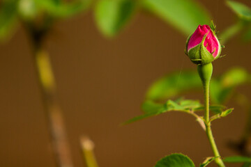 
pink flower bud blooming to natural background