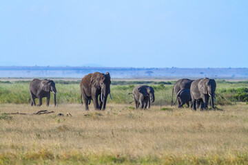 Fototapeta na wymiar Elephant family walks on green grass savanna with blue sky and copy space in Amboseli National Park, Kenya, Africa. Loxodonta Africana wildlife viewing on happy safari holiday
