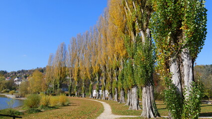 Wanderweg entlang einer Pappelallee und am Seeufer bei strahlendem Herbstwetter
