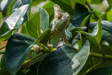 veiled chameleon in leaves