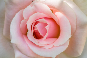 close up pink rose 