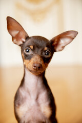 portrait of a miniature Russian toy terrier  puppy 