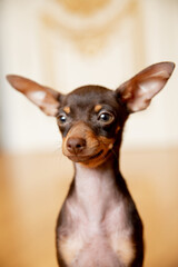 portrait of a miniature Russian toy terrier  puppy 