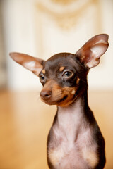 portrait of a miniature Russian toy terrier  puppy 