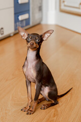 portrait of a miniature Russian toy terrier  puppy 