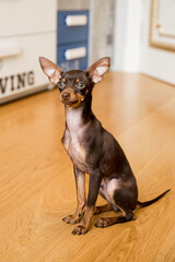 portrait of a miniature Russian toy terrier  puppy 
