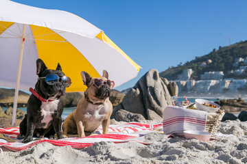 Cool French Bulldogs in Sunglasses having a picnic on the beach.