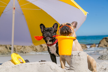 Beautiful French Bulldogs building sand castles  at the beach on a lovely summer day. © Chad
