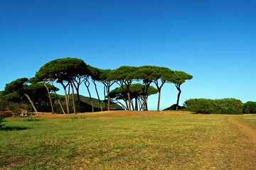 centenary pines overlooking the famous Gulf of Baratti and the Etruscan necropolis in the town of...