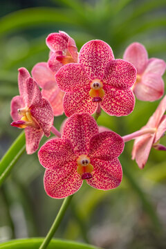 Blooming of Australia Sarcochilus Orchids or Butterfly Orchid with Natural Green Background. The Orchid is tribe of flowering plants with the most species. And this species is Monopodial Red Orchid.