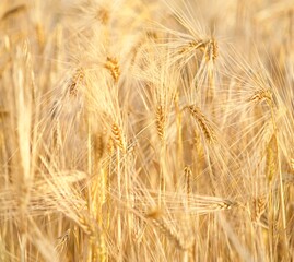grain, wheat
