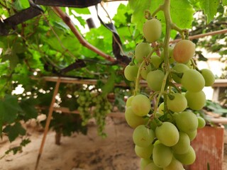 grape or vine in sahara desert of Algeria