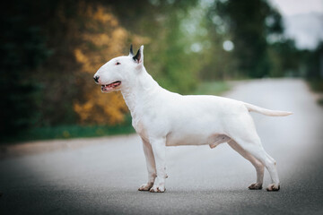 Obraz na płótnie Canvas Bull terrier show dog posing. Dog portrait outside.