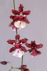 Blooming of Red Sharry Baby Orchids.