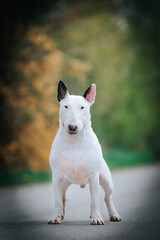Bull terrier show dog posing. Dog portrait outside.	