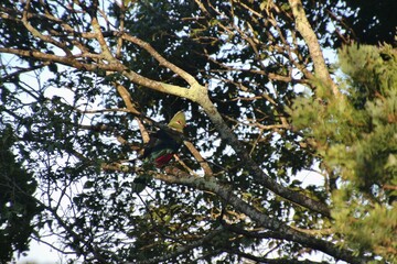 A Knysna Turaco, or Loerie, sitting on a tropical tree. The bird is endemic to South Africa.  In The Crags, Near Plettenberg Bay, South Africa, Africa.