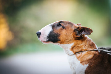 Bull terrier show dog posing. Dog portrait outside.	
