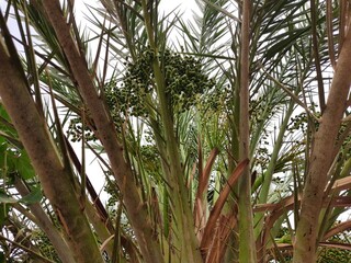 palm tree with dates grow up on summer in desert of Algeria