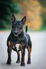 Bull terrier show dog posing. Dog portrait outside.	