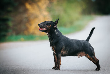 Bull terrier show dog posing outside. Beautiful young bull type dog.