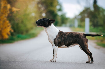 Bull terrier show dog posing outside. Beautiful young bull type dog.