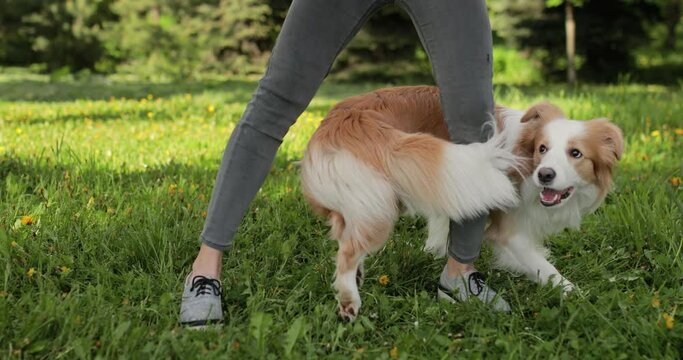 clever and cute young border collie weave through owner legs, playful trained pet training in park. smooth-haired dog follow girl commands and walk between legs.