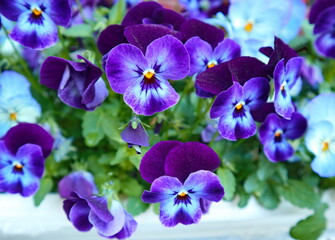 Fototapeta na wymiar Vibrant and colorful garden Pansies, Viola x wittrockiana. Close up photo