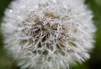 Beautiful dew drops on dandelion seed macro. Water drops on parachutes dandelion. Abstract background. Macro nature