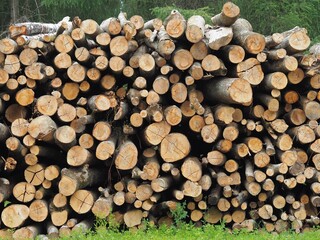 Lagerplatz - gerodete Baumstämme trocknen im Wald