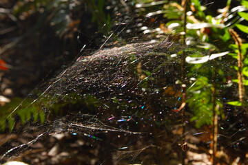 Spider web with beautiful light reflections in forest