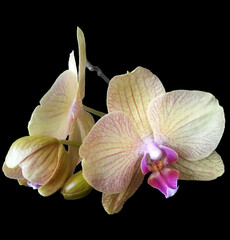 Delicate cream-colored orchid flowers with a pink middle on black background. Isolated flowers