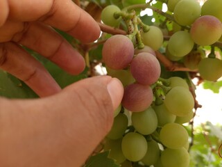 grape or vine in sahara desert of Algeria
