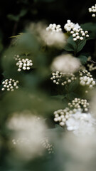 water flowing in the forest