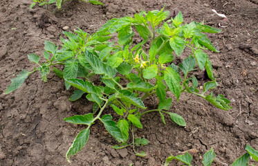 Tomato bush with flowers, growing tomatoes in the field, agro-industry and agriculture.