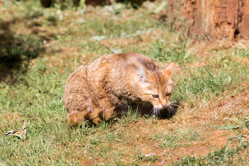 Wildcat (in german 
Wildkatze also Waldkatze) Felis silvestris
