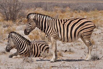Fototapeta na wymiar african wildlife