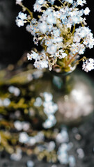 Blue flowers on a dark background.