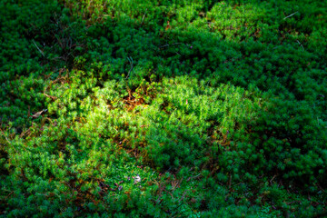 Green moss background
