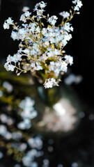 Blue flowers on a dark background.