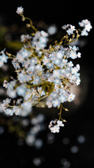 Blue flowers on a dark background.