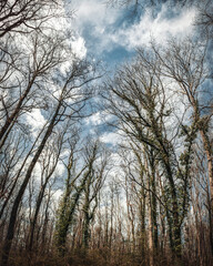 Fototapeta na wymiar forest trees in cloudy sky