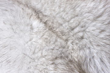 Close-up of Arctic fox fur. 
