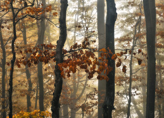 A misty fantastic autumn forest