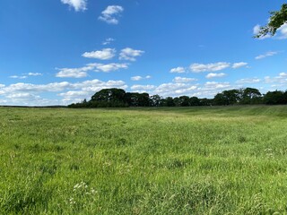 Large meadow,  with long grass and trees. set against a blue sky near, Keighley, Yorkshire