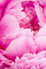 Obraz premium Close-up pf pink peony with water drops