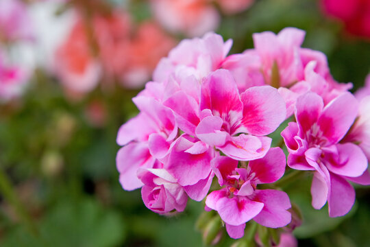 Close-up of geranium pink flowers
